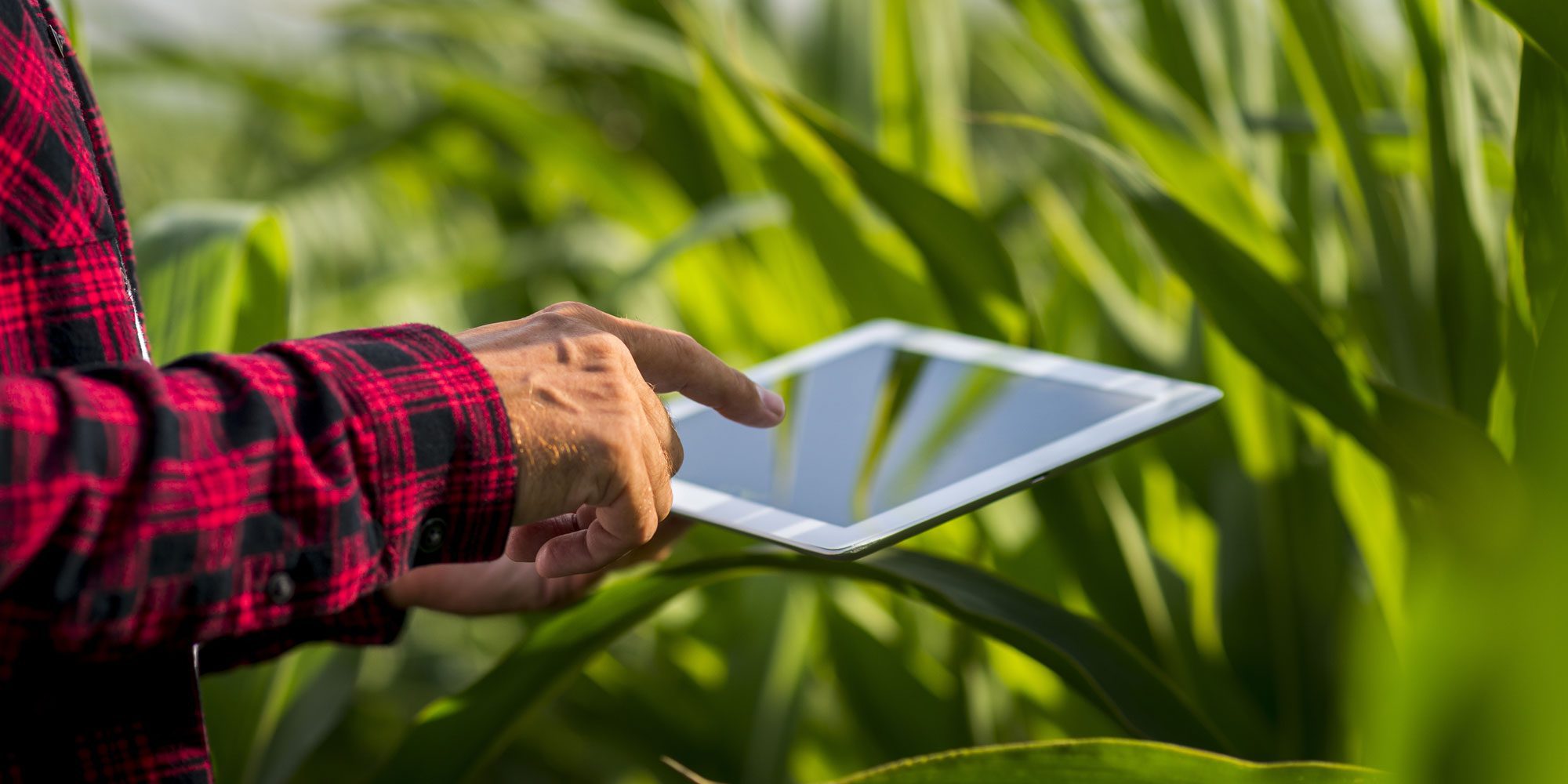 SRI spinout Wingsure develops AI-driven mobile insurance app for small farmers