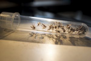 Combining Capabilities to Address the Zika Emergency