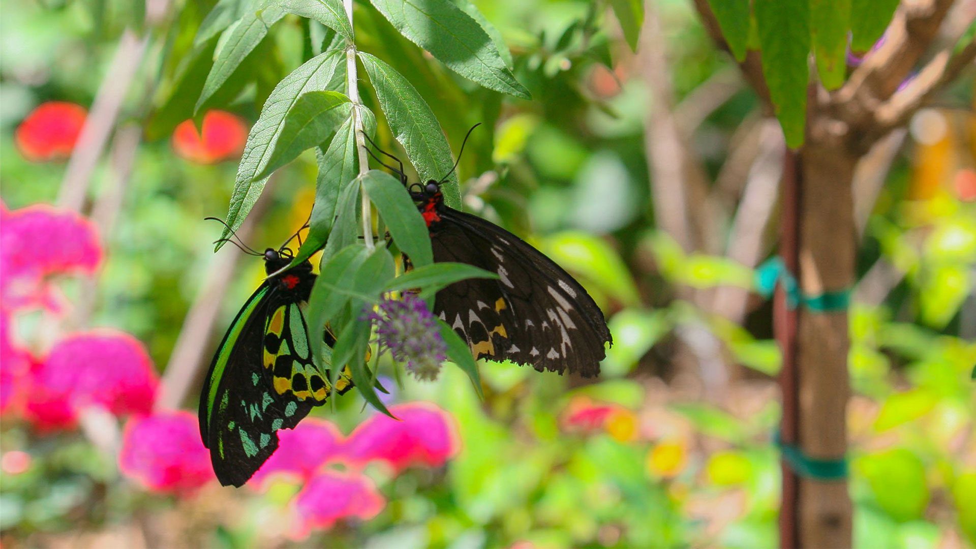 butterflies on flower