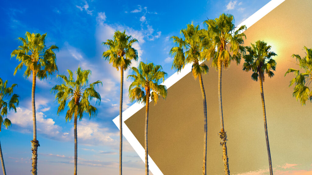 Palm trees and sky with and without smog