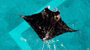 Underwater kites could bring clean power to Alaska