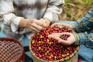 SRI-spinout Wingsure helps coffee farms build consistent intelligence