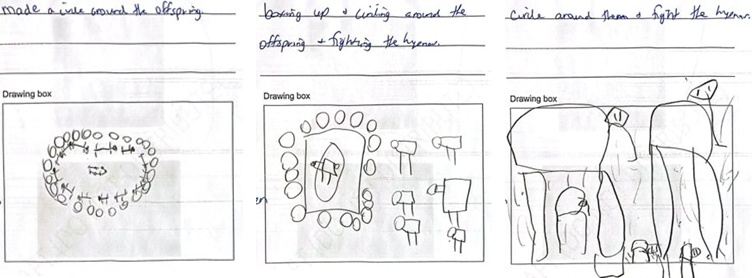 Examples of student drawings of buffalo parents’ reactions to danger, with descriptions written by teachers from students’ verbal explanations