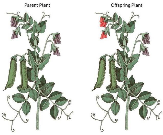 An illustration of a parent pea plant next to an illustration of an offspring pea plant.