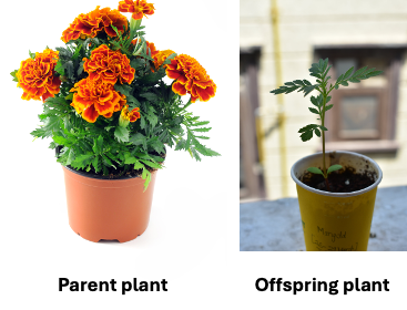 An image of marigold flowers in a pot next to an image of a seedling in a paper cup.